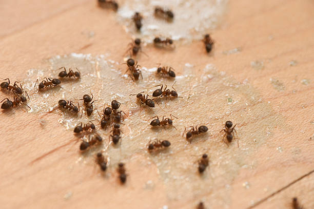 Best Ant Control Services  in Kenmore, NY